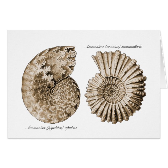 Ammonites Hälsningskort (Framsidan Horizontal)