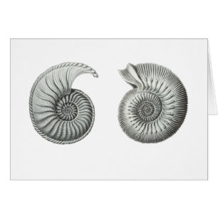 Ammonites Hälsningskort