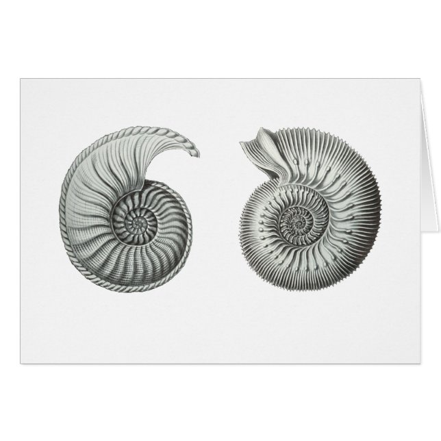 Ammonites Hälsningskort (Framsidan Horizontal)