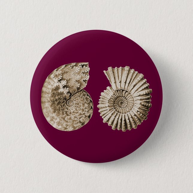Ammonites Knapp (Framsida)