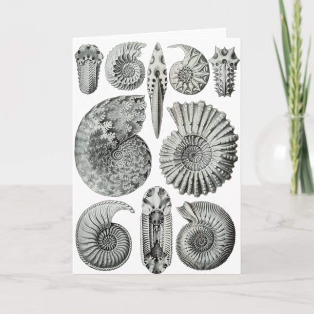 Ammonites Kort (Framsida)