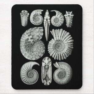 Ammonites Musmatta