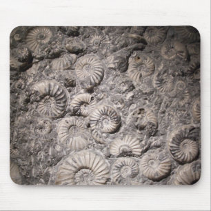 Ammonites Musmatta