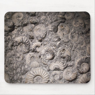 Ammonites Musmatta