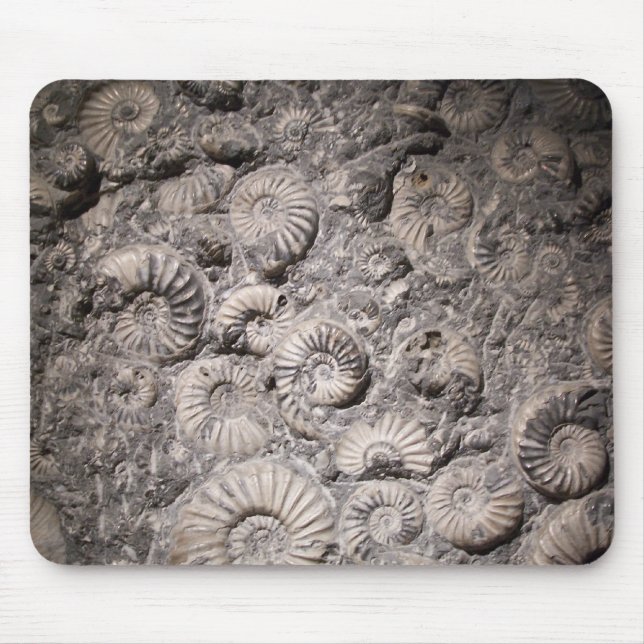Ammonites Musmatta (Framsidan)