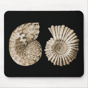 Ammonites Musmatta