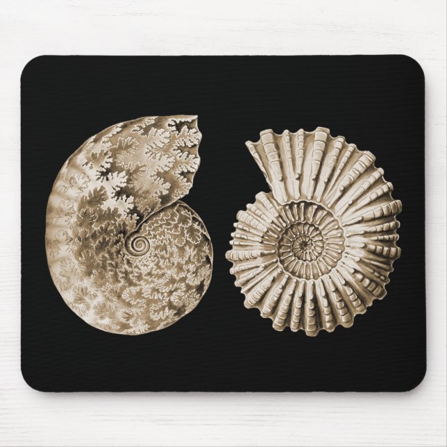 Ammonites Musmatta (Framsidan)