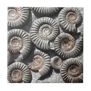 Ammonites på stenfotoet kakelplatta