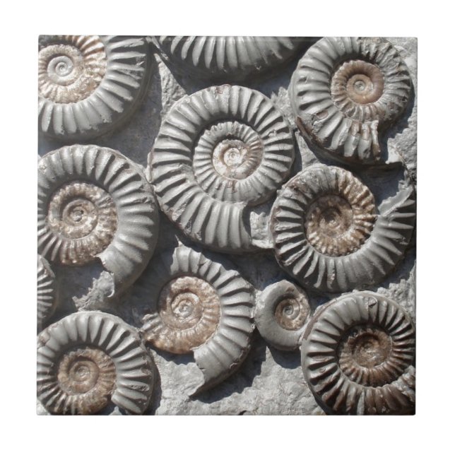 Ammonites på stenfotoet kakelplatta (Framsidan)