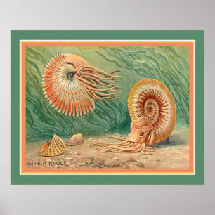 "Ammonoid" vid Heinrich mer hård Ca. 1916 Poster