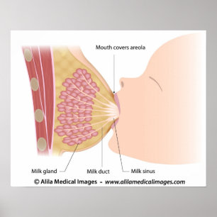 Amningsteknik, märkt teckning. poster