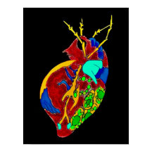 Amoeba Minx: Alla Frills