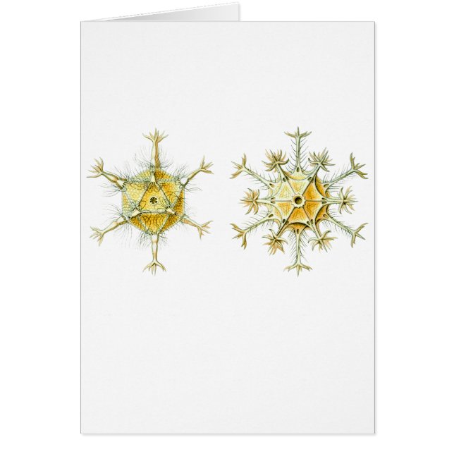 Amoeboid Protozoans Hälsningskort (Framsidan)