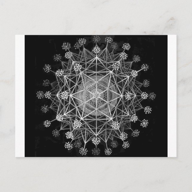 Amoeboid Protozoans Vykort (Framsida)