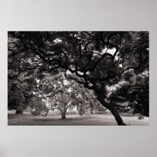Amongst Magnoliaträden - varm BW Poster