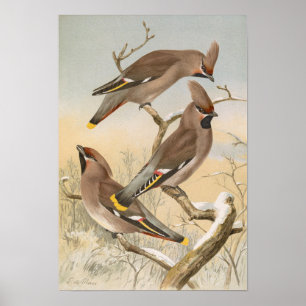 Ampelis garlinjus av Johann Friedrich Naumann Poster
