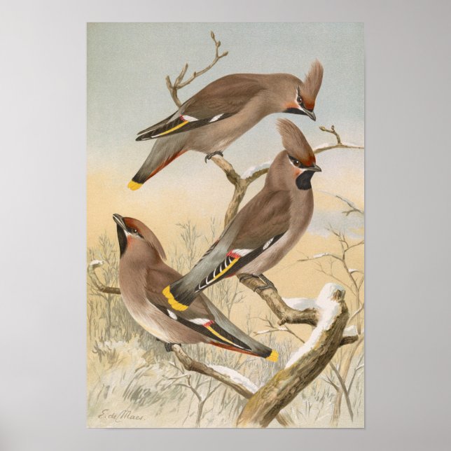 Ampelis garlinjus av Johann Friedrich Naumann Poster (Framsidan)