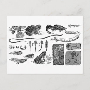 Amphibian Evolution Vykort