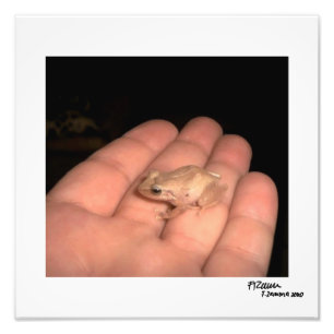 Amphibian. Fototryck