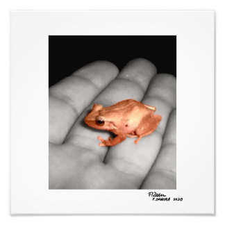 Amphibian. Fototryck