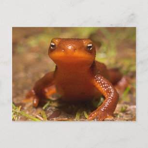 Amphibian Oregon Corvallis Reptile Vykort
