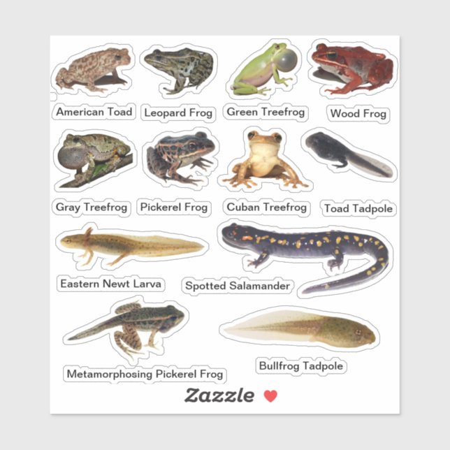 Amphibians Vinyl Stickers Klistermärken (Ark)