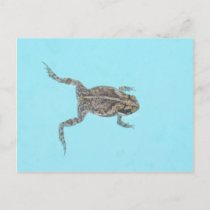 Amphibianskt vykort 02