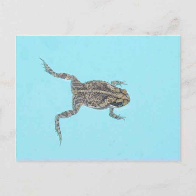 Amphibianskt vykort 02 (Framsida)