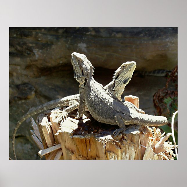 Amphion och Zethus Poster (Framsidan)