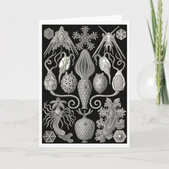 "Amphoridea, eller, Star-Animals"-gratulationskort Kort (Framsida)