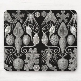 "Amphoridea, eller, Star-Animals" Musmatta