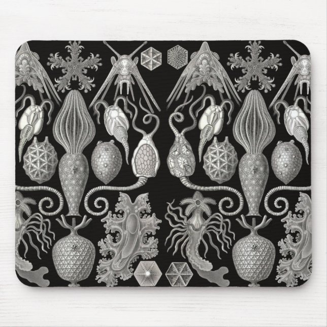 "Amphoridea, eller, Star-Animals" Musmatta (Framsidan)