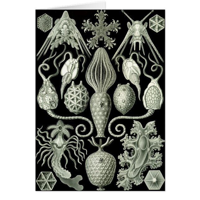 Amphoridea Hälsningskort (Framsidan)