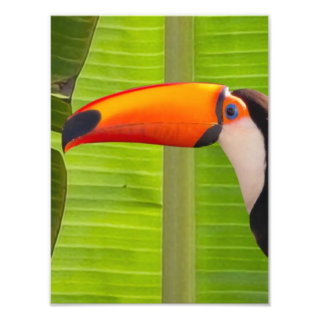 Ampliação Fotografia de Tucano Fototryck (Framsidan)
