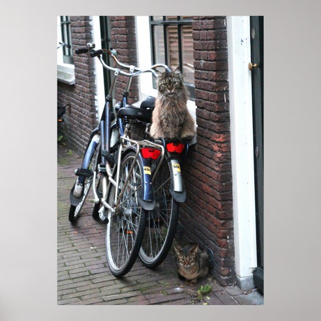 Amsterdam Cats on Bicycles Photo Poster (Framsidan)