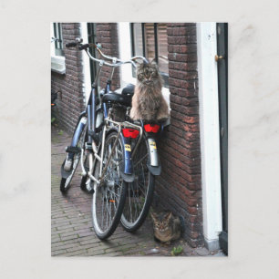 Amsterdam Cats on Bicycles Vykort