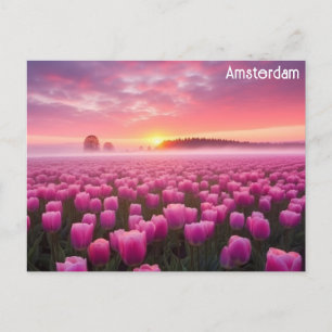 Amsterdam Netherlands Tulips Travel Photo Vykort