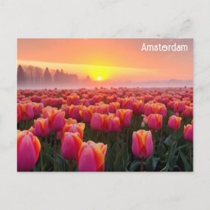 Amsterdam Netherlands Tulips Travel Photo Vykort