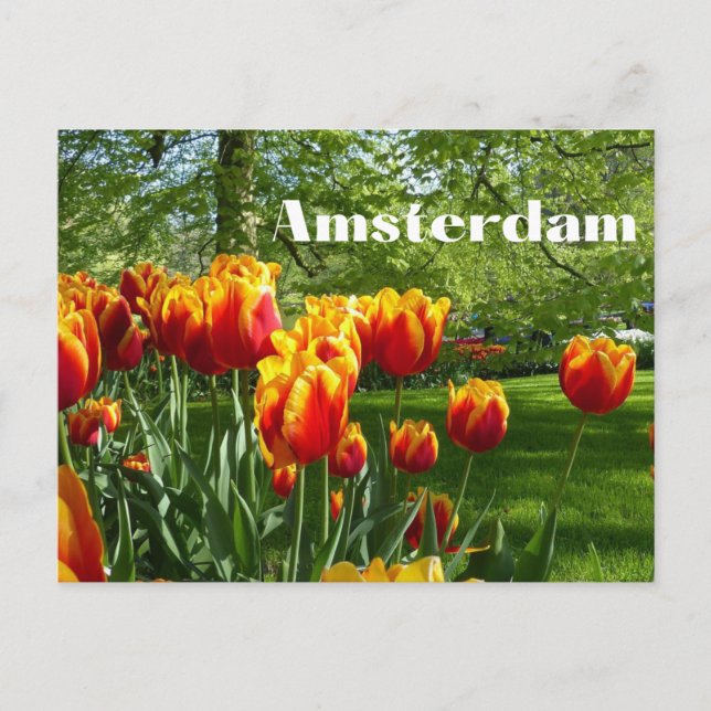 Amsterdam Orange Tulips - Vår Botanical Garden Vykort (Framsida)