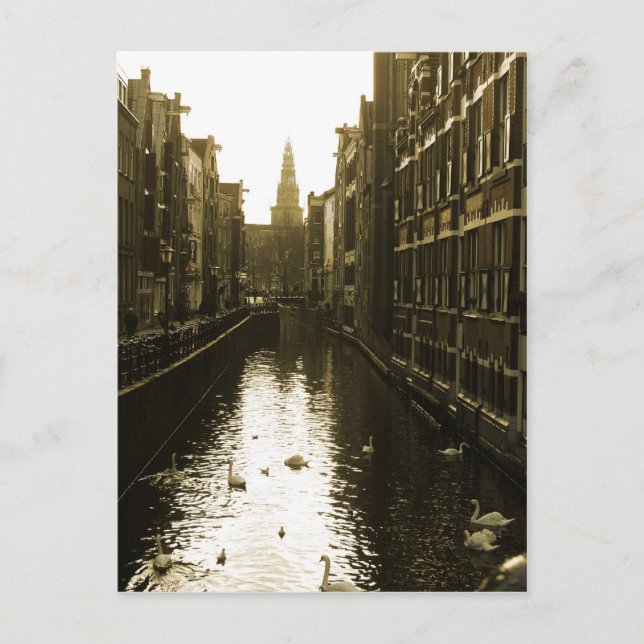 Amsterdams kanal-Svanar fotovykort Vykort (Framsida)