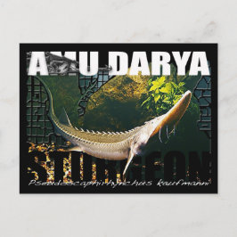 Amu Darya Sturgeon-vykort Vykort