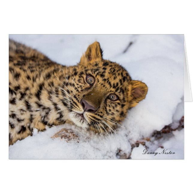 Amur Hälsningskort (Framsidan Horizontal)