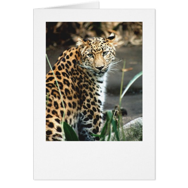 Amur Leopard Hälsningskort (Framsidan)