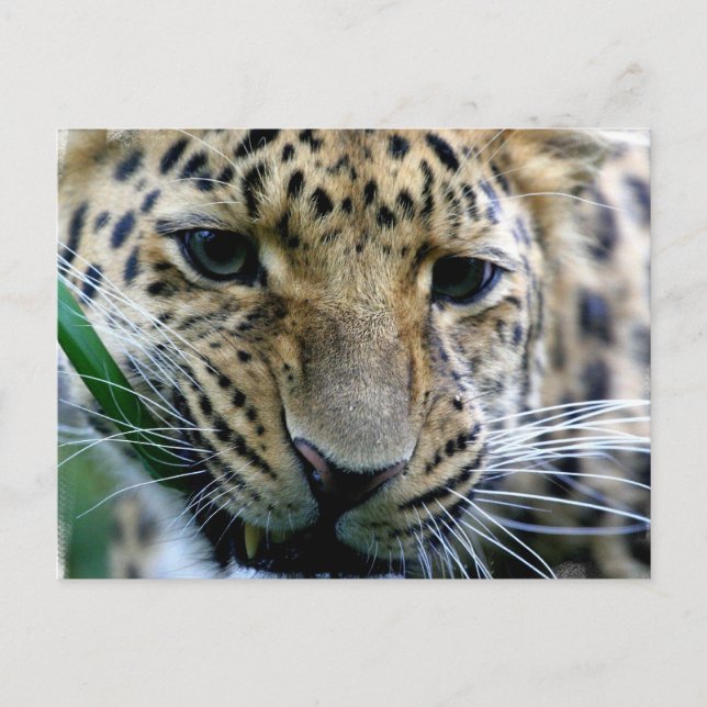 Amur Leopard Postcards Vykort (Framsida)