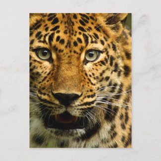 Amur Leopard Vykort