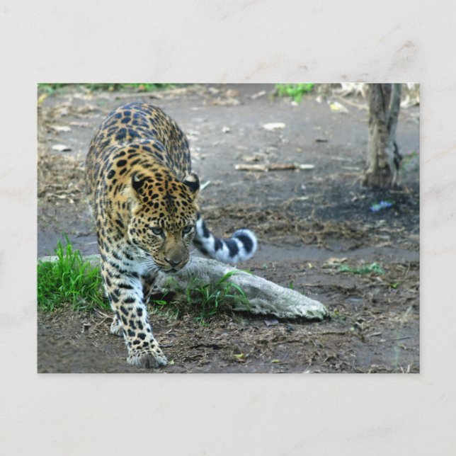 Amur Leopard Vykort (Framsida)