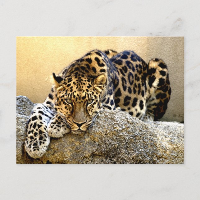 Amur Leopard Vykort (Framsida)