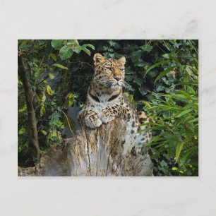 Amur Leopard Vykort