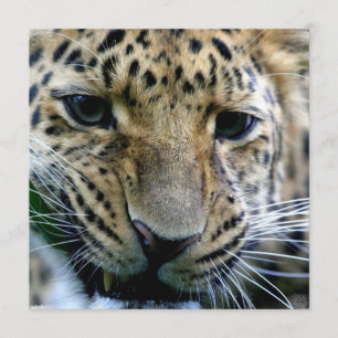 Amur Leopardinbjudningar Inbjudningar