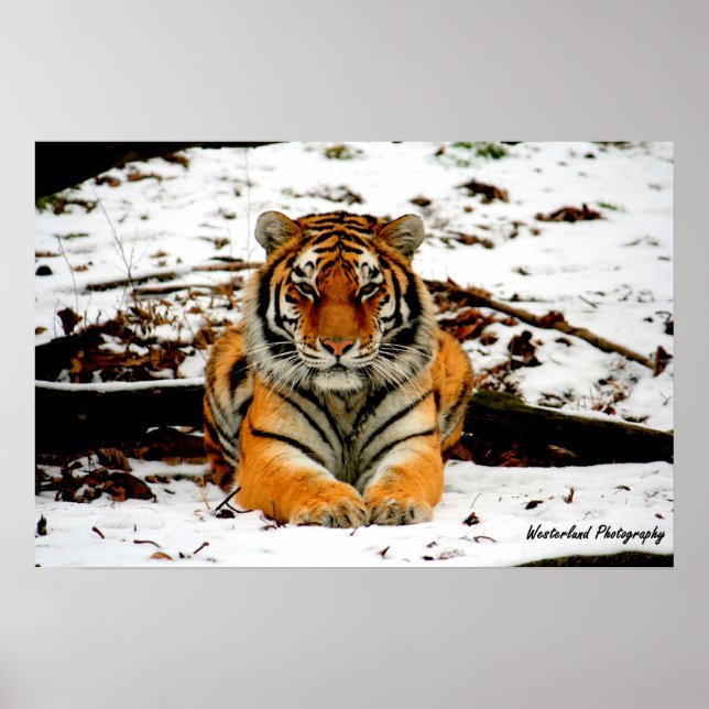 Amur Stare - Mara the Amur Tiger Poster (Framsidan)